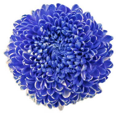 A large chrysanthemum, the flower color is blue, purple and white. Isolated a large flower with clipping path. Chrysanthemum exhibition. Taiwan