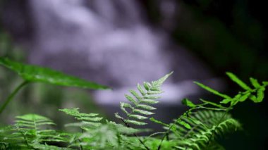Emerald green ferns. Waterfall in the background. Pinglin Waterfall, New Taipei City, Taiwan