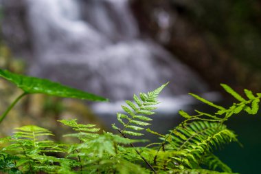 Emerald green ferns. Waterfall in the background. Pinglin Waterfall, New Taipei City, Taiwan