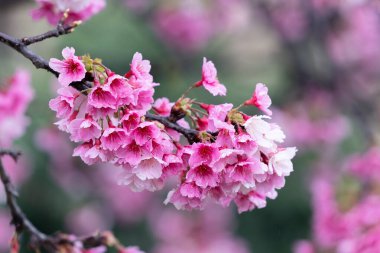 Sakura with raindrops. Fresh pink cherry blossoms after the rain. Riverbank Park with Taiwanese characteristics. Taipei, Taiwan