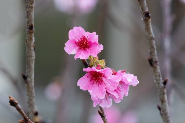Sakura with raindrops. Fresh pink cherry blossoms after the rain. Riverbank Park with Taiwanese characteristics. Taipei, Taiwan