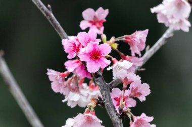 Sakura with raindrops. Fresh pink cherry blossoms after the rain. Riverbank Park with Taiwanese characteristics. Taipei, Taiwan