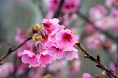 Sakura with raindrops. Fresh pink cherry blossoms after the rain. Riverbank Park with Taiwanese characteristics. Taipei, Taiwan