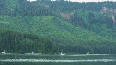 Gölde yüzen balıkçı tekneleri. Boreal bölgedeki Evergreen Ormanı. Turkuaz mavi deniz. Yazın çeşitli manzaralar. ABD, 2017