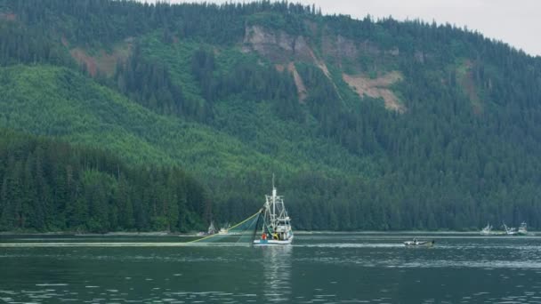 어선들은 수림대의 에버그린 숲입니다 청록색 Various Landscapes Summer Alaska Usa — 비디오