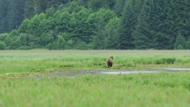 Vild Brunbjörn Löper Grön Äng Den Sprang Från Dammen Till — Stockvideo