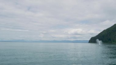 Balina nefes alırken su buharı yayarak denizde özgürce yüzer. Yazın çeşitli manzaralar. ABD, 2017