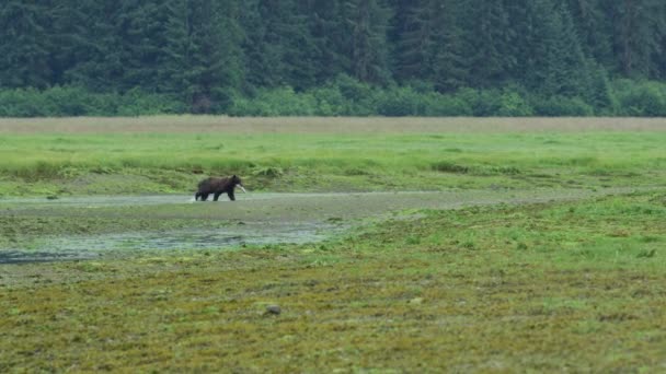 Urso Marrom Selvagem Caminha Pastagem Depois Pegar Peixe Uma Lagoa — Vídeo de Stock