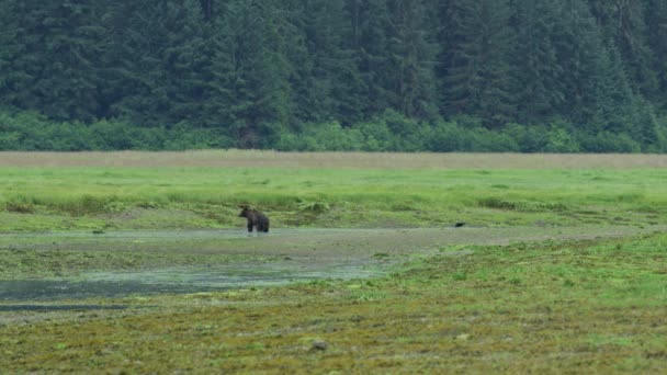 Urso Castanho Selvagem Numa Lagoa Uma Águia Voa Para Baixo — Vídeo de Stock