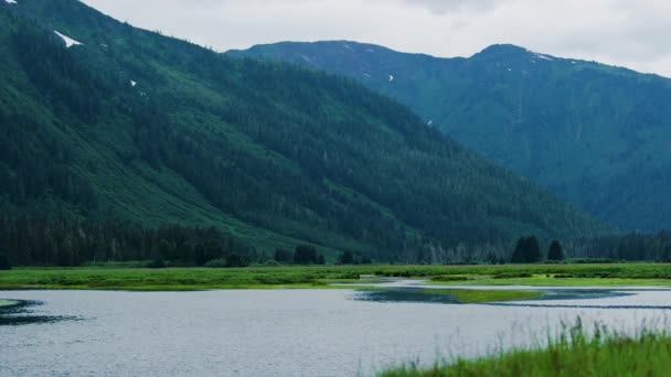 침엽수림은 영혼에게 즐거움 Various Landscapes Summer Alaska Usa 2017 — 비디오