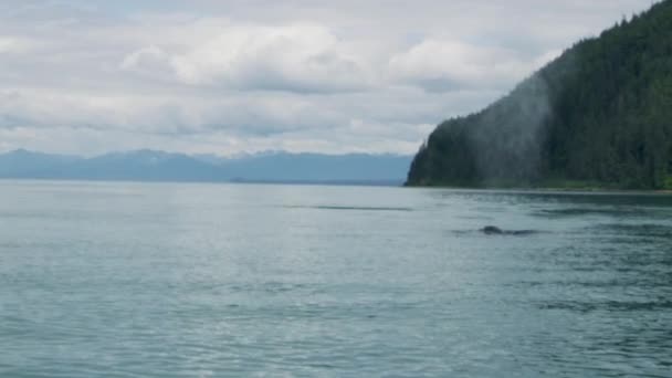Φάλαινα Κολυμπάει Ελεύθερα Στη Θάλασσα Εκπέμποντας Υδρατμούς Καθώς Αναπνέει Διάφορα — Αρχείο Βίντεο