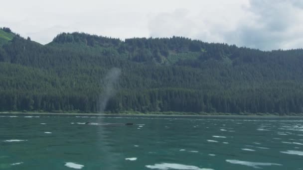 고래는 수증기를 내뿜어 바다에서 자유롭게 헤엄쳐 다닌다 Various Landscapes Summer — 비디오