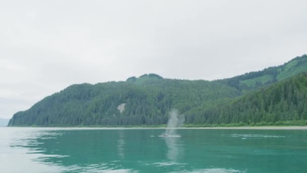 고래는 수증기를 내뿜어 바다에서 자유롭게 헤엄쳐 다닌다 Various Landscapes Summer — 비디오
