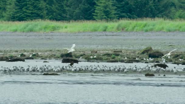 Flock White Gulls Flew Wetland River Rest Feed Fast Moving — Stock Video