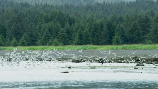 群れのカモメが川の湿地から空に羽をはぎ取った 川の速い動きのターコイズブルーの水 アラスカ アメリカ 2017年 — ストック動画