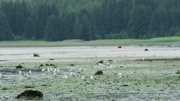 Las Gaviotas Descansan Humedal Del Río Picotean Las Algas Verdes — Vídeo de stock