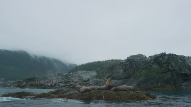 Gaivotas Leões Marinhos Steller Eumetopias Jubatus Descansam Ilha Momentos Chuva — Vídeo de Stock