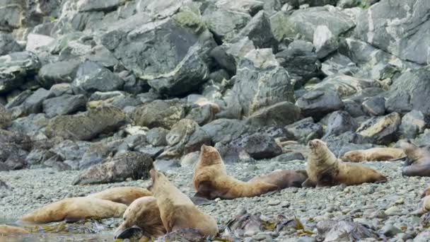 Деякі Морські Леви Бавляться Відпочивають Серед Скель Пляжі Живі Звички — стокове відео
