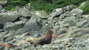 Bir deniz aslanı ön ayaklarıyla kendini kaşır. Alaska 'da yaz aylarında deniz aslanlarının yaşam alışkanlıkları ve çeşitli duruşları. ABD, 2017