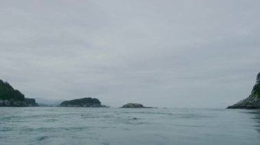 Deniz aslanları denizde yüzer, bazen kafalarını sudan çıkarırlar. Alaska 'da yaz aylarında deniz aslanlarının yaşam alışkanlıkları ve çeşitli duruşları. ABD, 2017