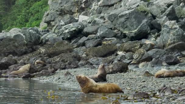 Bir Deniz Aslanı Kıyıdan Denize Yüzer Bazıları Suyla Oynuyor Alaska — Stok video