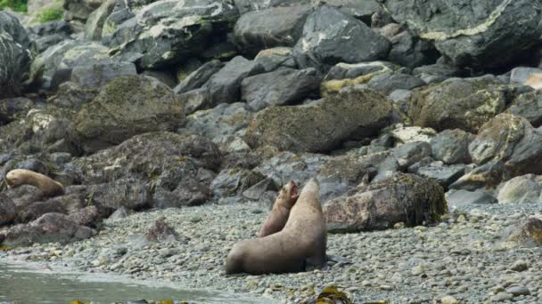 Два Морських Леви Граються Роззявленими Ротами Купі Каміння Живі Звички — стокове відео