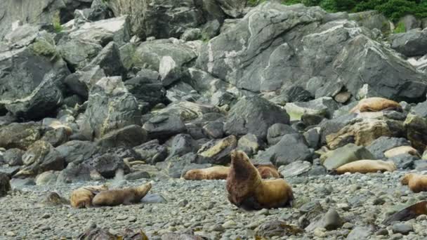 Ein Seelöwe Kriecht Auf Den Felsen Andere Ruhen Sich Auf — Stockvideo
