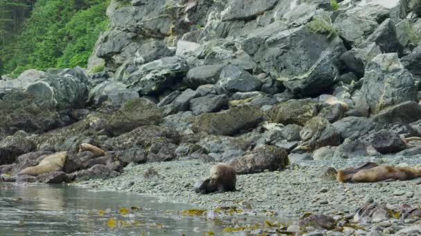 Морський Лев Ловить Скелі Інші Відпочивають Купі Каміння Живі Звички — стокове відео