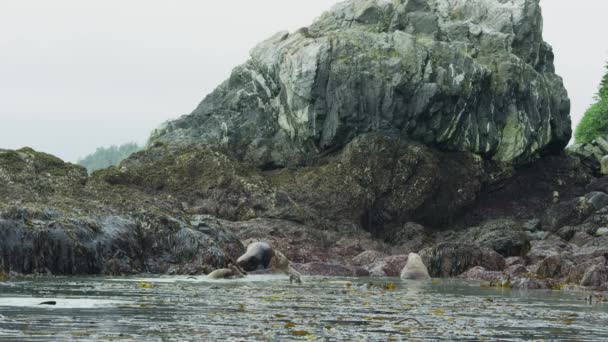 바다사자는 해초로 의물에서 알래스카의 여름에는 바다사자 자세가 있습니다 2017 — 비디오
