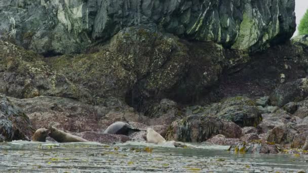 Leões Marinhos Brincam Água Uma Baía Cheia Algas Longas Finas — Vídeo de Stock