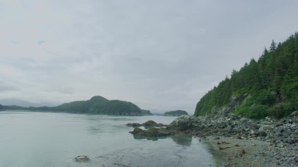 Mer Îles Montagnes Forêts Lieux Les Otaries Vivent Reposent Living — Video