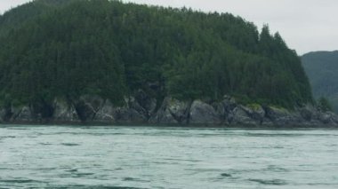Deniz aslanları hızlı hareket eden suda yüzerler. Alaska 'da yaz aylarında deniz aslanlarının yaşam alışkanlıkları ve çeşitli duruşları. ABD, 2017