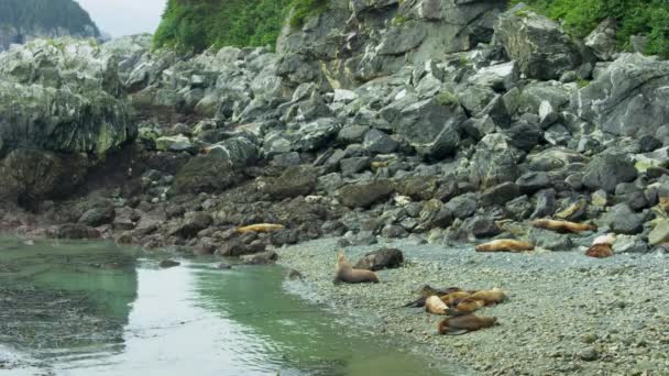 Bir Deniz Aslanı Kayaları Gıdıklıyor Diğerleri Ise Bir Kaya Yığını — Stok video