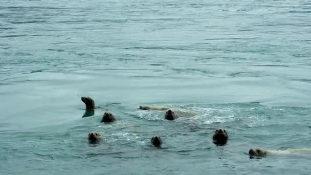 Морські Леви Плавають Морі Іноді Випльовуючи Голови Води Живі Звички — стокове відео