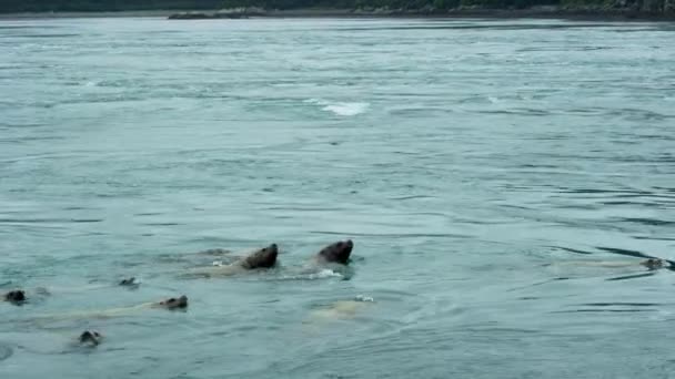 Leões Marinhos Nadam Mar Vezes Arrancando Cabeça Água Hábitos Vida — Vídeo de Stock