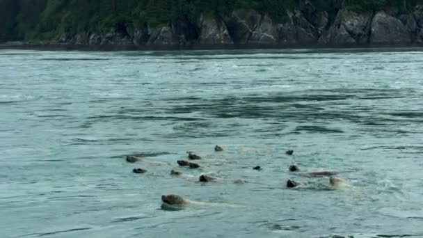 Seelöwen Schwimmen Meer Herum Und Stecken Manchmal Ihre Köpfe Aus — Stockvideo