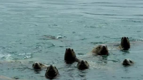 Deniz Aslanları Denizde Yüzer Bazen Kafalarını Sudan Çıkarırlar Alaska Yaz — Stok video