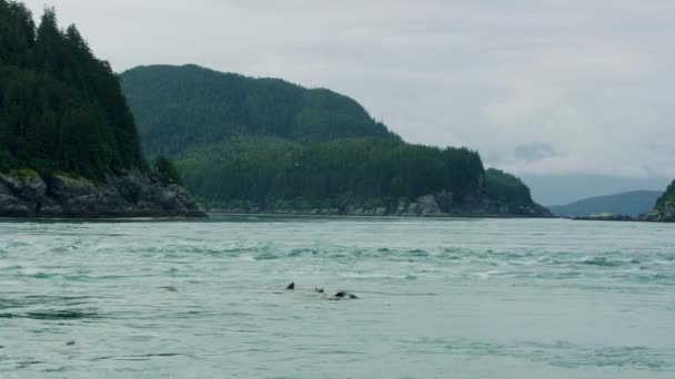 Seelöwen Schwimmen Schnelllebigem Wasser Die Lebensgewohnheiten Und Die Verschiedenen Haltungen — Stockvideo