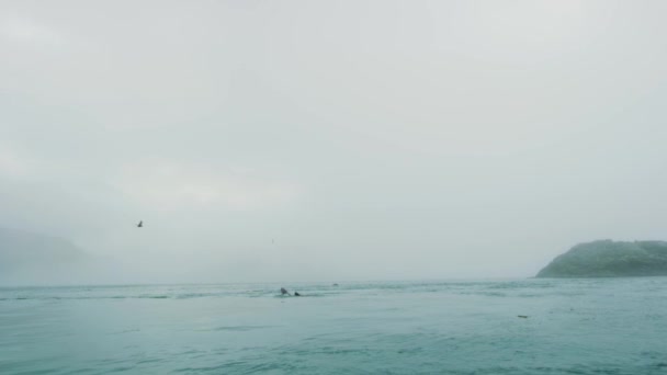 Leões Marinhos Nadam Mar Tempo Nebuloso Cinzento Como País Das — Vídeo de Stock