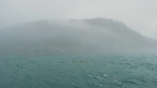 Los Leones Marinos Nadan Mar Tiempo Nublado Gris Brumoso Como — Vídeos de Stock