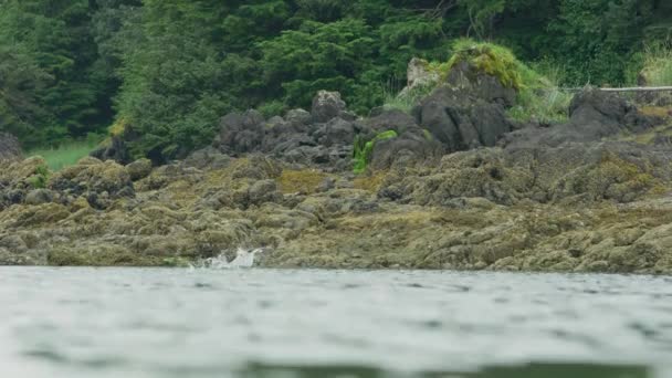 Один Одним Риба Вистрибує Води Чудо Земля Озера Гори Міграція — стокове відео