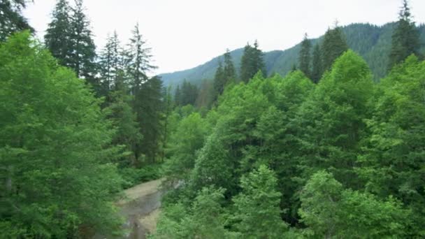 Аэросъемка Зеленого Леса Ручья Ослабленный Мягкий Размытый Фон Лосось Аляске — стоковое видео