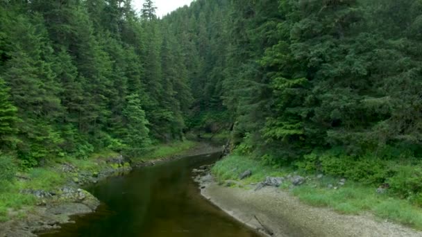 Letecký Záběr Zeleného Lesa Potoka Rozostřené Měkké Rozmazané Pozadí Migrace — Stock video