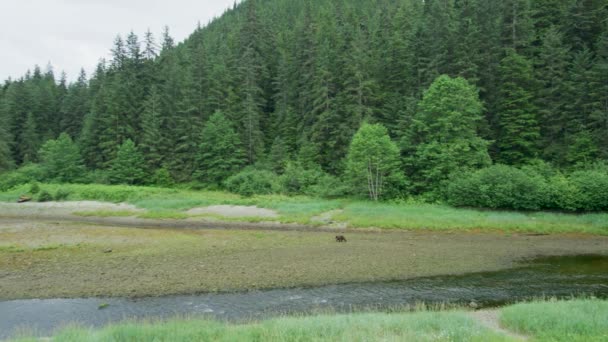 Аэросъемка Зеленого Леса Ручья Ослабленный Мягкий Размытый Фон Лосось Аляске — стоковое видео