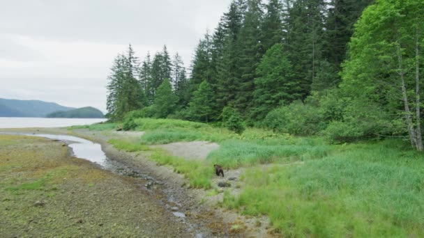 茶色のクマが川のそばの牧草地を歩いている 空中射撃だ 米国アラスカ州でのサケの移動 2017年 — ストック動画