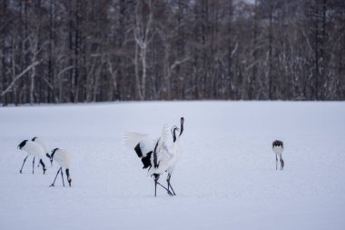 Bir grup kırmızı taçlı turna yiyecek ya da dinlenmek için karda duruyor. Kışın vahşi kuş manzarası, Hokkaido, Japonya. 2023