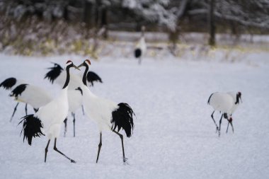 Bir grup kırmızı taçlı turna yiyecek ya da dinlenmek için karda duruyor. Kışın vahşi kuş manzarası, Hokkaido, Japonya. 2023