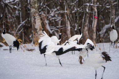 Kırmızı taçlı turnalar hafifçe dans eder. Diğerleri karda oynuyorlar. Kışın vahşi kuş manzarası, Hokkaido, Japonya. 2023