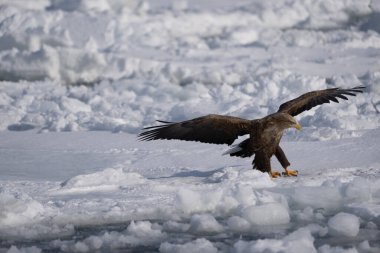 Beyaz kuyruklu bir şahin, uzanmış kanatlarıyla karın üzerinde duruyor. Haliaeetus albicilla. Kışın vahşi kuş manzarası, Hokkaido, Japonya. 2023