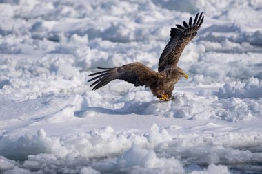 Beyaz kuyruklu şahin kanatlarını açar. Pençeleriyle bir balık yakalıyor. Haliaeetus albicilla. Kışın vahşi kuş manzarası, Hokkaido, Japonya. 2023